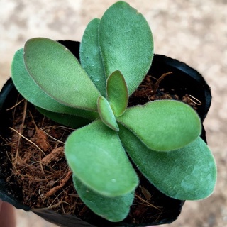 Sen đá bầu đen MINI SIÊU CUTE - Vườn ĐÀ LẠT