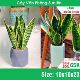 Lưỡi Hổ Nằm mini để bàn và chậu Bát Tràng - Hàng đẹp, hàng tuyển chọn [GÍA TỐT]