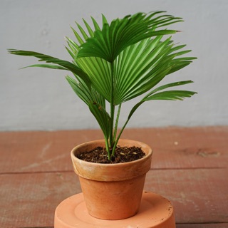 (SALE) COMBO CÂY CỌ TA VÀ CHẬU ĐẤT NUNG