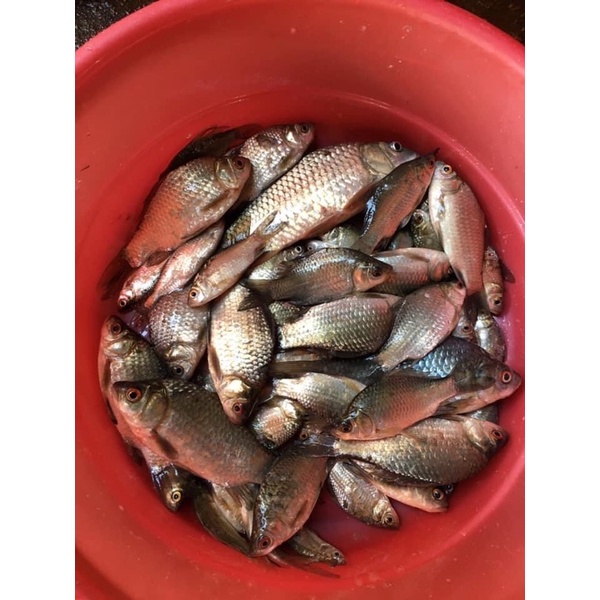 Lưỡi câu inox siêu nhạy chuyên câu cá rô phi rô đồng câu cá tự nhiên