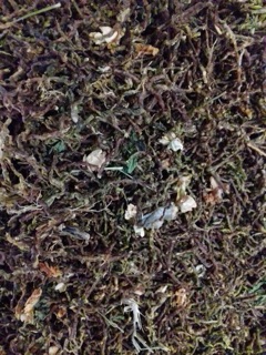 🌿 Trà Sơn Mật Hồng Sâm gói 500g 🌿