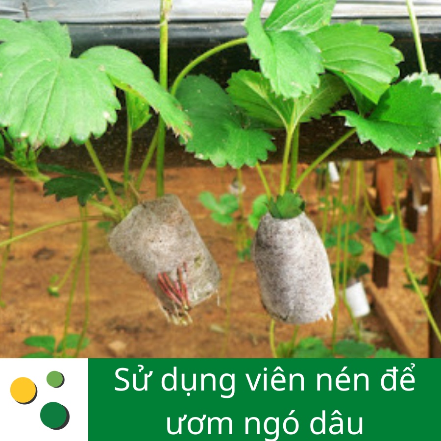 Viên nén sơ dừa thùng 1000 viên, thương hiệu LAFA, chuyên ươm hạt giống, cây giống