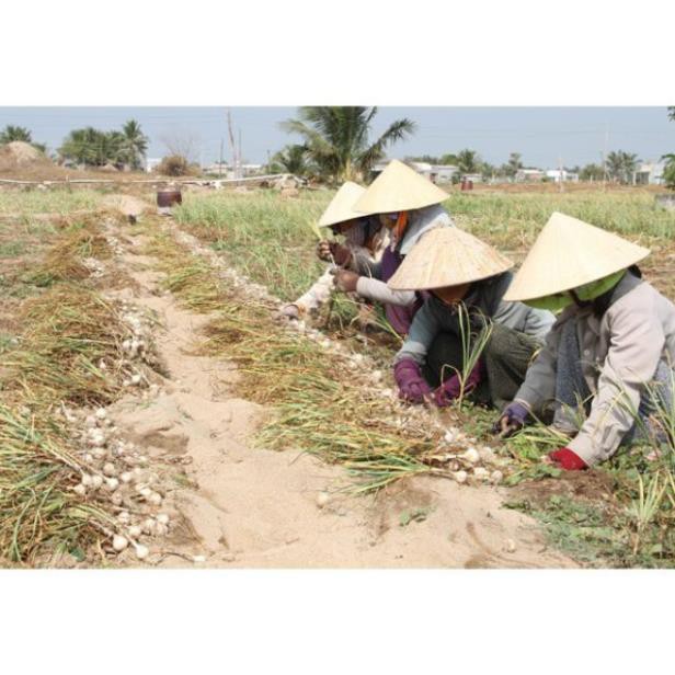 Tỏi tươi Phan Rang Ninh Thuận đặc sản nổi tiếng cả nước giá rẻ lấy tận rẫy nông dân