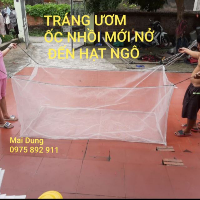 Vèo , tráng lưới nuôi ốc nhồi - loại ươm mới nở