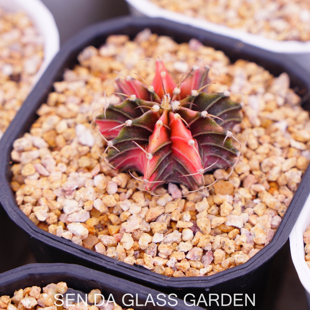 Xương rồng gym lem GLASS GARDEN 2-3cm màu ngẫu nhiên, dễ trồng, hàng hạt