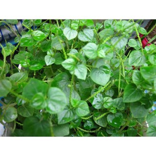 Hạt Giống Rau Càng Cua 0.5gr