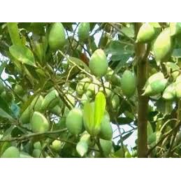 Cây Cà Na TháiLan chiết bầu to.