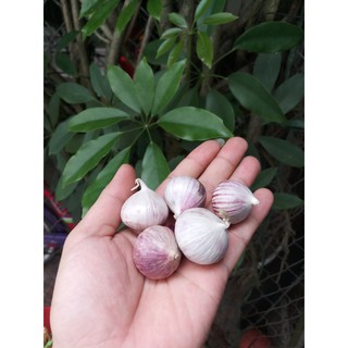 4kg tỏi cô đơn loại to (đã sàng sảy sạch củ hư )