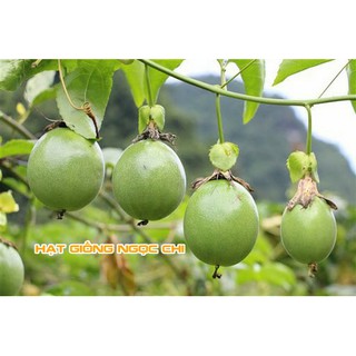 Hạt Giống Cây Chanh Leo - 20 Hạt