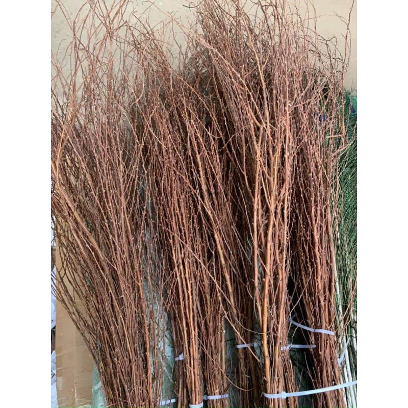 CÀNH TUYẾT MAI KHÔ