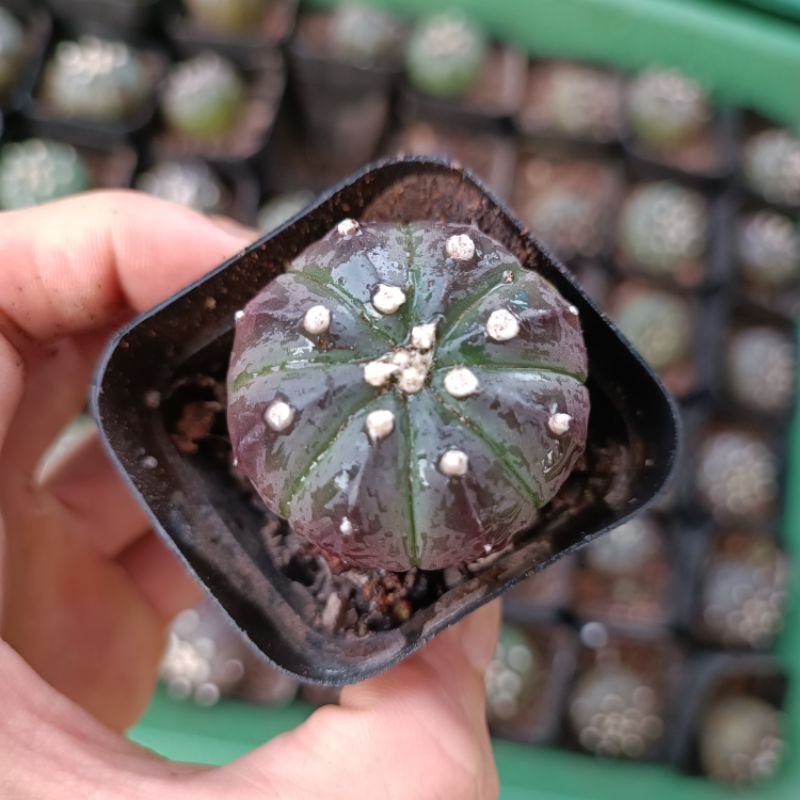 Xương rồng Aster tím rất hiếm. sale 50%