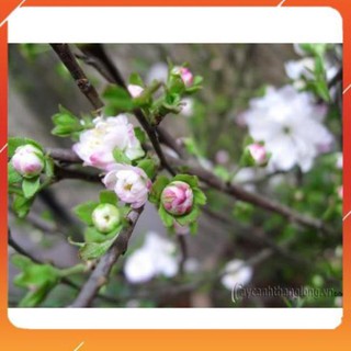 [BÁN CHẠY] BẦU CÂY GIỐNG NHẤT CHI MAI