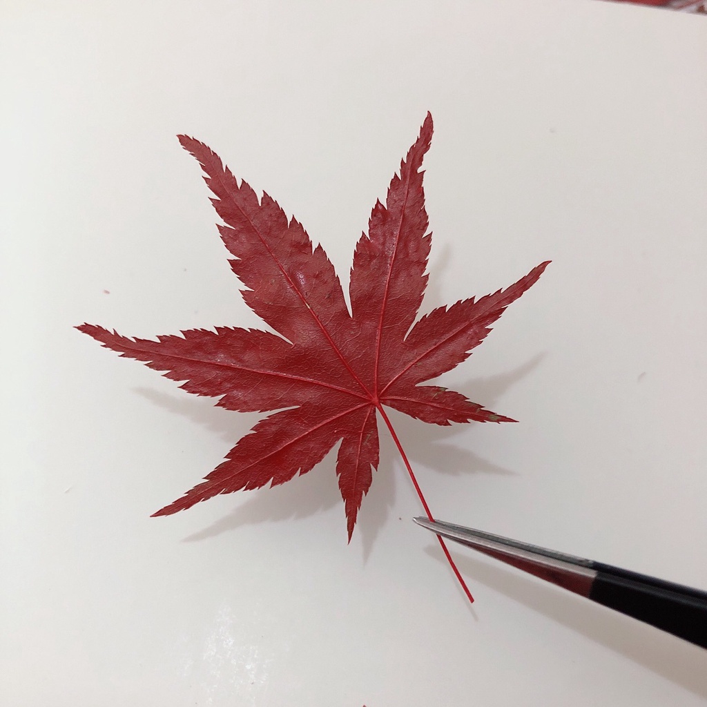 12pcs Red Maple Leaf Dry Flower Embossed Plant Specimen Teaching Epoxy Phone Case Children's Handmade Bookmark Photo Frame Pressed Flower Decal