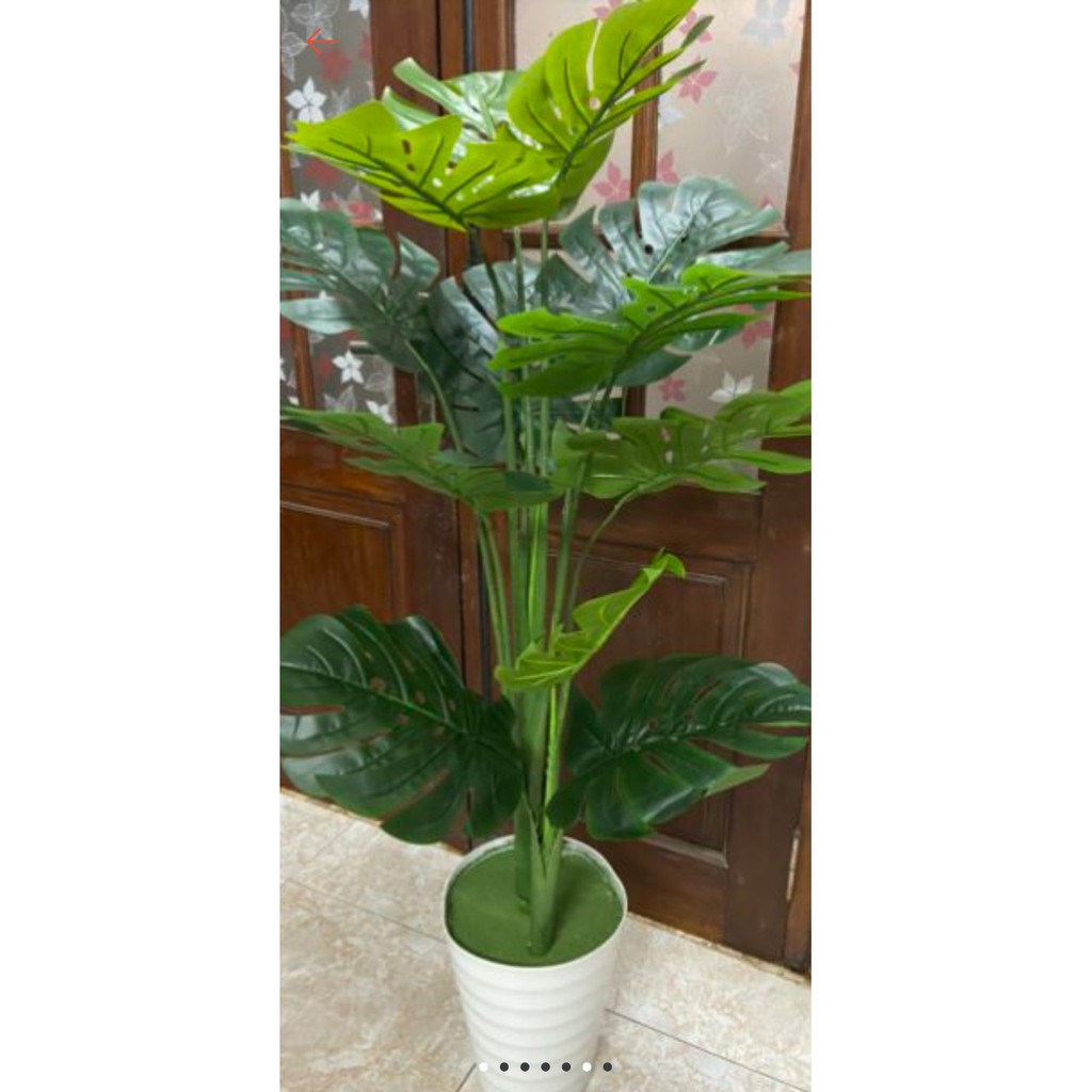 Cây lá rùa phong thủy trang trí nhà cửa cao 1.4met