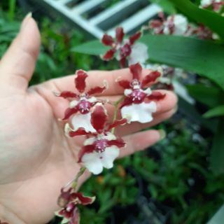 Vũ nữ socola