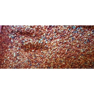 500 gram hạt muồng vàng nhỏ