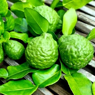 PHÂN BÓN HỮU CƠ CHO CÂY CHÚC, PHÂN BÓN CHO CÂY CHANH THÁI 1KG