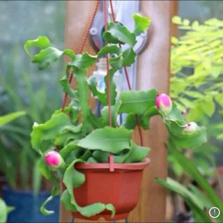 Hoa Nhật Quỳnh Xoắn