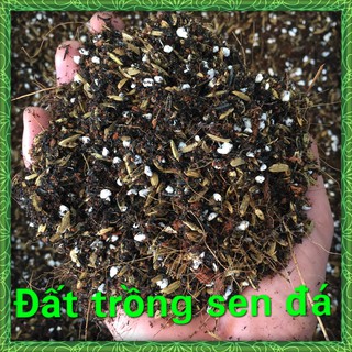 1kg Đất Trồng Sen Đá