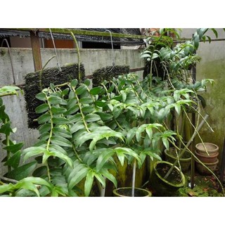 Dớn bảng trồng lan giúp đi rễ nhanh- giữ ẩm tốt