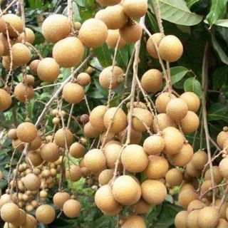 CÂY GIỐNG NHÃN LỒNG KHÔNG HẠT