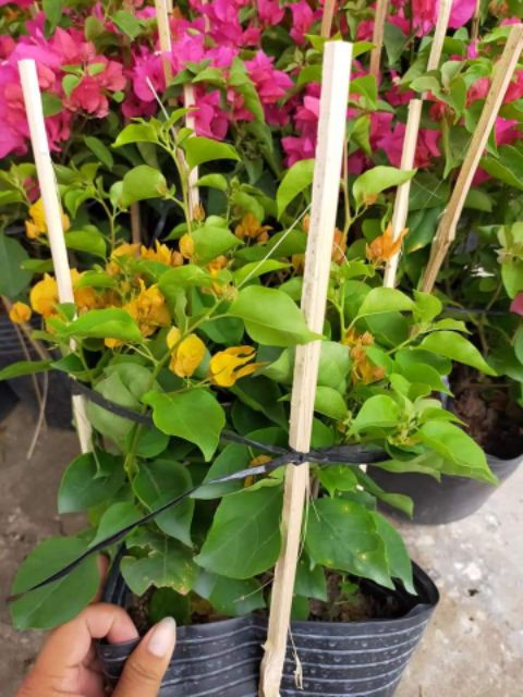 Cây hoa giấy  siêu hoa