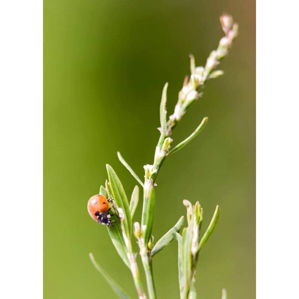 KEM DƯỠNG DA CHỐNG KHÔ NẺ DO THÁI