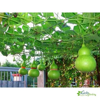 10 Hạt giống Bầu Hồ lô (tặng gói Kích nẩy mầm và Hướng dẫn) XTRA TẶNG KÈM PHÂN VÀ KÍCH MẦM