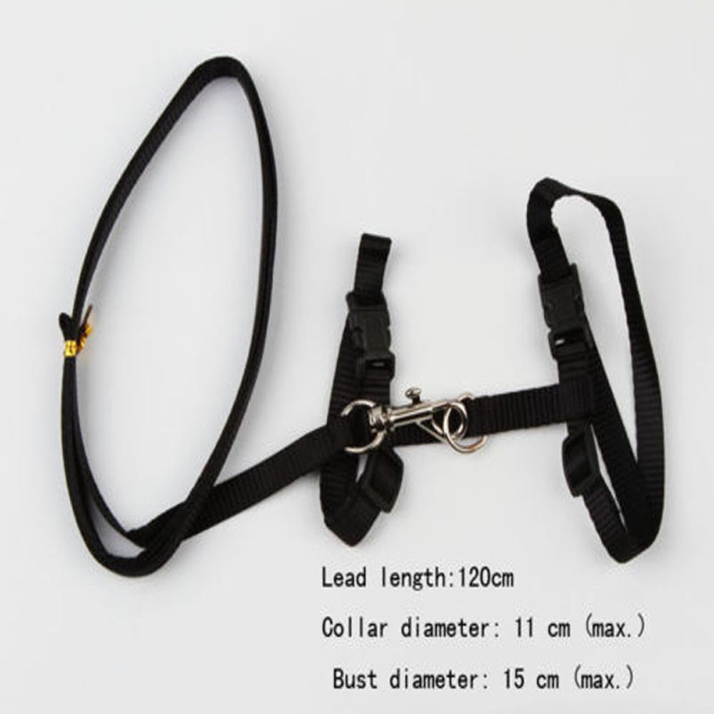 Đai lưng kèm dây dắt mèo cưng tiện dụng