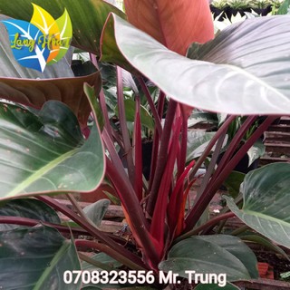 Trầu đế vương đỏ || chậu cây siêu to|| cây phong thủy trang trí