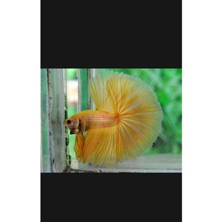 Betta halfmoon Xã 1 T'rống Betta halfmoon đa sắc ( tặng cám)