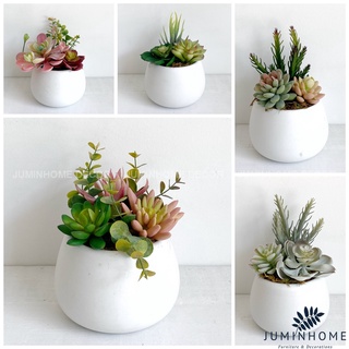 Cây giả Decor - Chậu sen đá hạt dẻ mini Decor trang trí để bàn