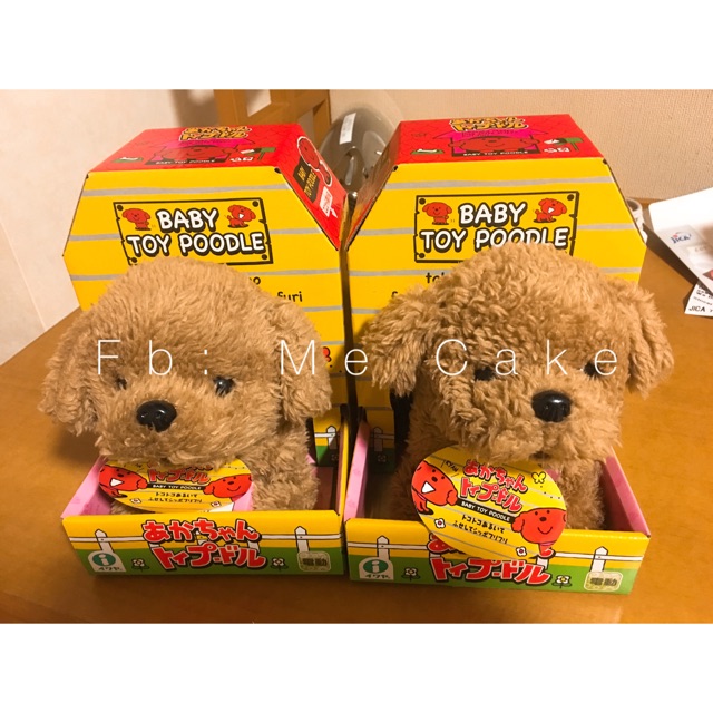 Chó bông Poodle biết chạy biết vẫy đuôi