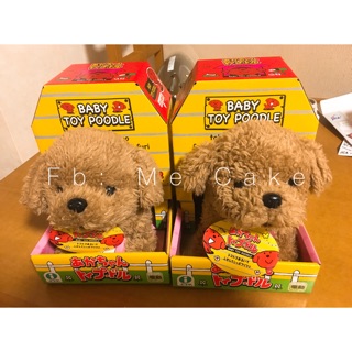 Chó bông Poodle biết chạy biết vẫy đuôi