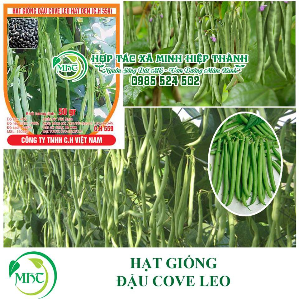 Hạt giống đậu cove leo