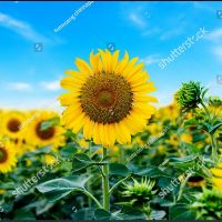 Tranh Treo tường Green House