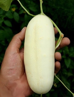 (80-100 hạt) - Hạt giống dưa chuột trắng