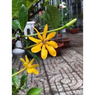 Lài Hoàng gia...Lài siêu thơm
