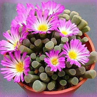 Hạt giống hoa Thạch Lan (Hoa Đá Sống) - Gói 5 hạt