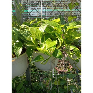 Trầu bà xanh, sữa, cam thach