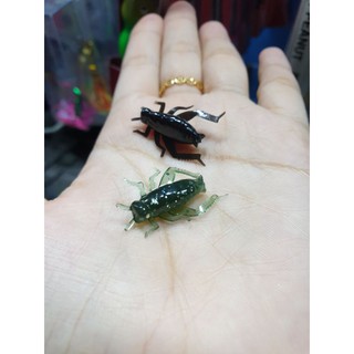 SET 5 Con Mồi Dế Mini ( Có sẵn 2 màu )