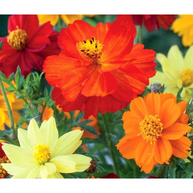Hạt giống hoa sao nhái kép lùn (cánh bướm, cosmos)
