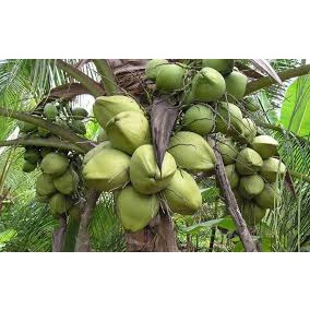1 Gói Bột cốt dừa 50g