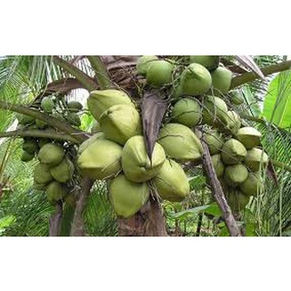 1 Gói Bột cốt dừa 50g