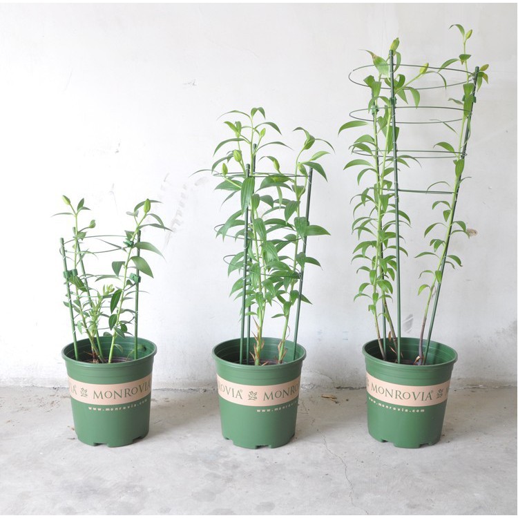 Chậu Monrovia Size 0,5GL (Chậu + Đĩa lót) - Chậu nhựa trồng cây chuyên dùng trồng Sen đá và các loại hoa kiểng