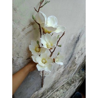 Mộc Lan Cao Su (5 Bông To HÀNG CAO CẤP Loại 1)