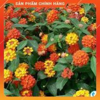 HẠT GIỐNG HOA NGŨ SẮC NHIỀU MÀU GÓI 30 HẠT