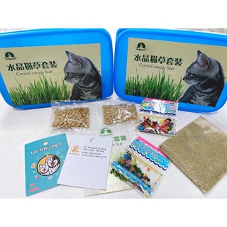 Hạt trồng cỏ mèo hạt nở