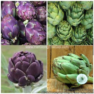 10h Hạt Giống Atisô Mix Màu (A5.104| C50*W23*M174)