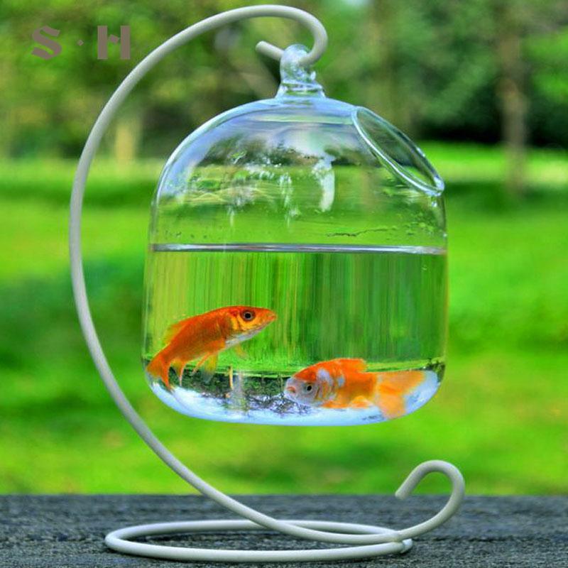 Lọ thuỷ tinh trong suốt nuôi cá